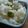 みかん主婦's cooksnap of when they made 春の豆ご飯.