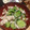 ○シﾅモﾝ○'s cooksnap of when they made きゅうりとささみの梅ゴマ和え.