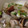 あかりんぼう☆'s cooksnap of when they made ＊プレママ日和＊アサリの酒蒸しと美味しい春雨.