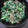 fuwamocos's cooksnap of when they made にらの☆ちりめんじゃこ炒め☆簡単です★.