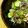 クックマミーM's cooksnap of when they made ラディッシュときゅうりのお漬物.