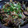 レオン犬's cooksnap of when they made 【パパッと】もやしときのこのにんにく炒め.