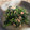ginjin's cooksnap of when they made ほうれん草とツナの白だし炒め.