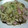 こぐま母's cooksnap of when they made お茶漬けのもとでぱぱっと！　和風パスタ！.