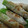 白玉あずき's cooksnap of when they made オクラの豚肉巻き炒め.