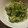 Hirorinaki's cooksnap of when they made ★みょうがと胡瓜の甘酢あえ★.