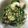 mii9171's cooksnap of when they made 簡単一品！ほうれん草の中華マヨお浸し.