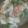 てりあB's cooksnap of when they made クルマエビとそら豆の豆腐あんかけ.
