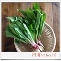 ちー＊＊'s cooksnap of when they made アイヌネギ（行者にんにく）の下処理・保存.