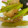 こけよ's cooksnap of when they made ニンニクの芽と豚肉のしょうが焼き.