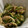 にゃつめ〜's cooksnap of when they made きゅうりとみょうがの胡麻和え.