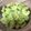 kana’s's cooksnap of when they made うちの✿そらまめの茹でかた.