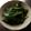 maroママ's cooksnap of when they made ニラだけ！！ごはんもう一膳☆☆.