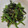 ろこちょ's cooksnap of when they made ほうれん草の胡麻和え.