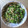 まめ1231's cooksnap of when they made 小松菜とじゃこの炒めもの☆(ふりかけ♪).