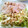 うーにゃ's cooksnap of when they made 放置で完成☆我が家の直球 鶏ハム.