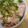 momこじか's cooksnap of when they made ポン酢ＤＥ冷しゃぶサラダ♪.