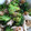 masho00's cooksnap of when they made 鶏ささみとごろごろ野菜のごま和えサラダ.