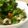 ぴっぴかちゅ～う's cooksnap of when they made キュウリの酢もの.