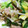 miremo's cooksnap of when they made 夏野菜どっさり細切り炒め.