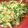 pecochan's cooksnap of when they made 湯葉と水菜のお浸し.