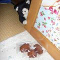 ♪ちー♪♪'s cooksnap of when they made 簡単❤香ばしッ♪ココナッツのクッキー.