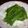 takerumama's cooksnap of when they made 柚子胡椒醤油で☆紫蘇大根.