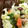 kotaro子's cooksnap of when they made 柚子胡椒ピリリ☆豆と角切り野菜のサラダ.
