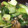 jupiters's cooksnap of when they made あっという間！青梗菜だけ炒め.