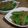 こずけみ's cooksnap of when they made スナップエンドウのゴマ和え.