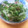 sisimami's cooksnap of when they made 豆腐とおくらとかいわれの梅肉和え.