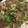 clola's cooksnap of when they made 牛肉と蓮根のオイスター炒めに.