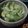 lapin1213's cooksnap of when they made セロリの浅漬けオリーブオイルがけ.
