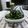 ぽっぽぺぺ's cooksnap of when they made ☺春菊の胡麻和え☺.