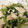 なひいた's cooksnap of when they made 鶏肉とほうれん草の　ゆずこしょう炒め.