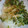 チョコツリー♪'s cooksnap of when they made 簡単！レンジだけ！新玉とカイワレのお浸し.