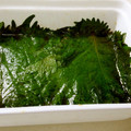 ぼるねおレモン's cooksnap of when they made 花粉症対策に、青しそのお漬物.