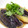 にゅた's cooksnap of when they made ナスの揚げびたし.