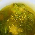 kumi3737's cooksnap of when they made サニーレタスと豚バラの春雨生姜スープ.