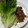 ゆみこたけ's cooksnap of when they made コク旨！豚肉マヨ炒めのサニーレタス巻き.