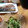 スリーエクボ's cooksnap of when they made 韓国風★かいわれ大根の海苔和え.