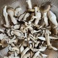 azbjbn's cooksnap of when they made 干しきのこ🍄‍🟫.