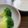 らいきゅう's cooksnap of when they made 超簡単！美味しい！♬ブロッコリーサラダ♬.