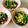 さくらん餅's cooksnap of when they made ほうれん草とコーンの胡麻和え.