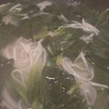 ﾌﾞﾚﾝﾀﾞ's cooksnap of when they made まるで生麺！！乾麺の蕎麦の茹で方.