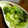 シロノワール's cooksnap of when they made ちんげんさいでゴマのおひたし★.