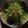ふうこた's cooksnap of when they made 水菜のアンチョビのタワーサラダ.