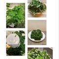 horseland's cooksnap of when they made 山菜 よもぎの処理 よもぎペースト♪.