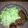 ここぱんだもん's cooksnap of when they made 簡単！しいたけの肉詰め.