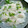 すずりぶた's cooksnap of when they made 大根とホタテの和風サンド.